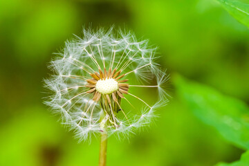 Dandelion spores that have not yet blown away, against a blurry background.