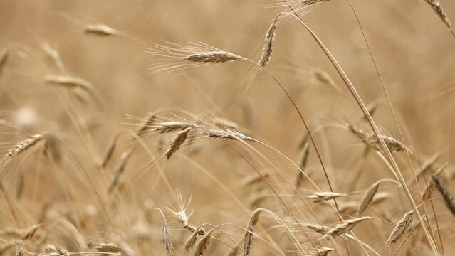 Wheat field, golden ears of wheat swaying from the wind. View of ripening wheat field at summer day. Agriculture industry in Ukraine. famine in the world. Russia war in Ukraine.