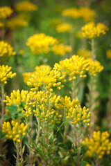Beautiful yellow flowers. Natural background.
