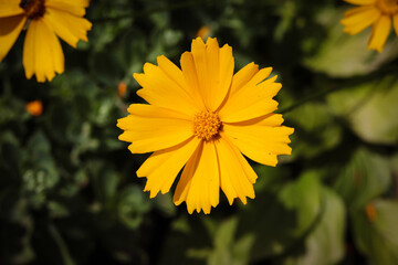Beautiful yellow flowers. Natural background. Cute flower