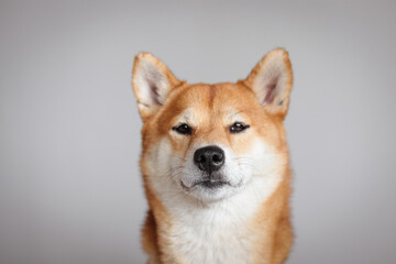 Obraz premium Portrait of japanese red dog shiba inu. Cute beautiful dog and fluffy shiba inu dog.