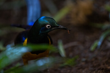 Golden-breasted Starling (Cosmopsarus regius) Searching For Food