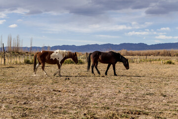 Horses grazing in corral with mountains in the background