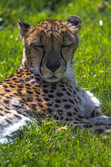 Portrait of a Cheetah (Acinonyx jubatus)