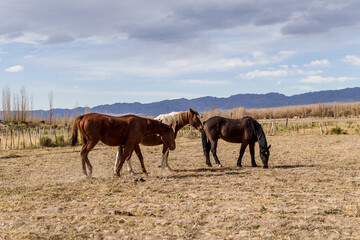 Fototapeta na wymiar Horses grazing in corral with mountains in the background