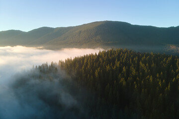 Aerial view of bright foggy morning over dark mountain forest trees at autumn sunrise. Beautiful scenery of wild woodland at dawn