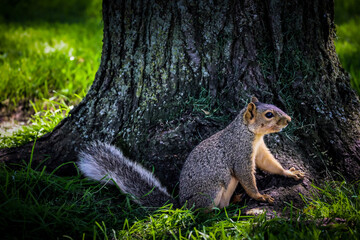 squirrel near base of a tree