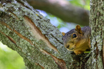 squirrel peeking from tree playfully 