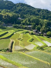 Obraz premium rice terraces in osaka