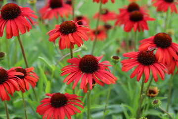 Echinacea purpurea. Flower plant commonly known as coneflower.