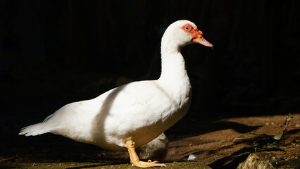 White Muscovy duck in the morning sun. Black background. Focus selected
