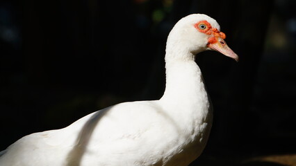 White Muscovy duck in the morning sun. Black background. Focus selected