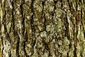pine tree trunk texture background.