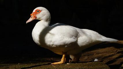 White Muscovy duck in the morning sun. Black background. Focus selected