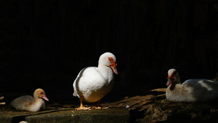 White Muscovy duck in the morning sun. Black background. Focus selected