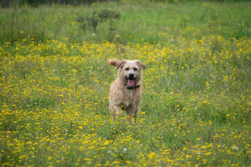 yellow dog in a field of flowers looking happily at the camera with one paw up.