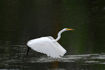 Great Egret