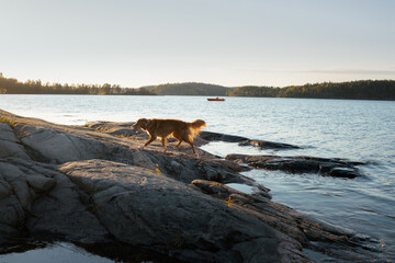 dog on the stone seashore. Nova Scotia duck tolling retriever in a sunset on landscape