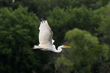 Great Egret