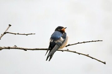 Barn Swallow