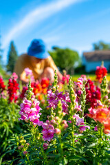 Snapdragon Snappy flower heads in vibrant red, purple, and pink colors in the garden with a person with a blue hat gardening in the blurred background.