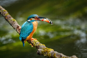 Kingfisher with caught fish in bill. Wild common kingfisher, Alcedo atthis, perched on branch near nesting burrow. Wildlife breeding season. Colorful bird in summer nature. Hunting river kingfisher.