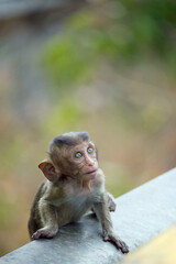 可愛いサル