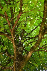Arbre du Québec - L'érable