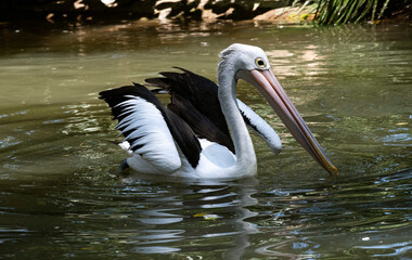 Australian Pelican (Pelecanus conspicillatus)