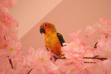 sunconure in the tree