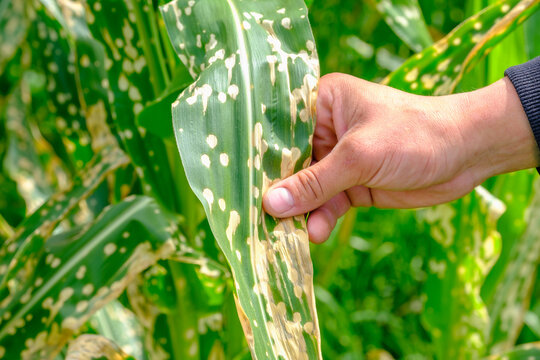 Close up hand of farmer touching corn leaves wilting and dead after wrong applying herbicide in cornfield. Damage to agribusiness, insured event, reason for indemnification events. 