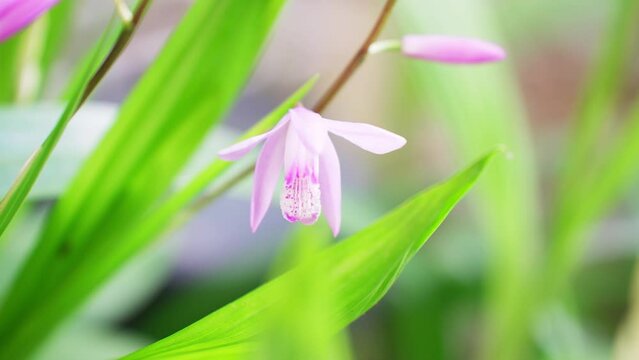 可愛いピンク色のシランの花