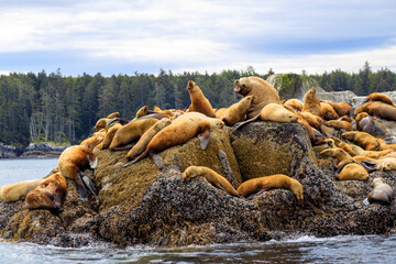 California Sea Lions Pacific Ocean Haida Gwaii Langara Island © laughingmangovideo