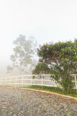 Foggy morning on the farm