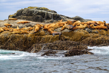 California Sea Lions Pacific Ocean Haida Gwaii Langara Island
