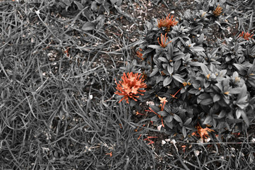 A Focus on the Ixora Flowers