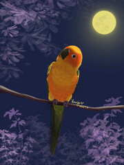 parrot in the night