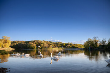 White swans, in a flock group herd, swimming on waters of lake sot, or sotsko jezero, in summer, in Serbia, in fruska gora mountains. Swans, or cygnus, are a white bird from European waters.....