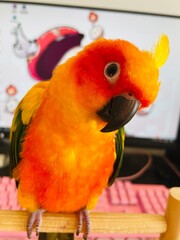 cute parrot ,sun conure