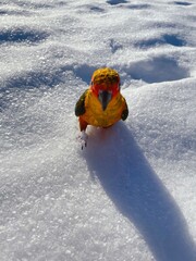 parrot walking on the snow ,sunconure, winter