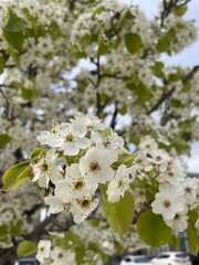 apple tree blossom