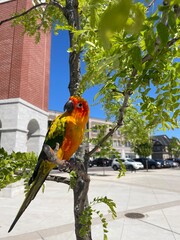 red and yellow sunconure on the tree