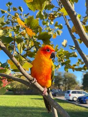yellow parrot on branch, sunconure