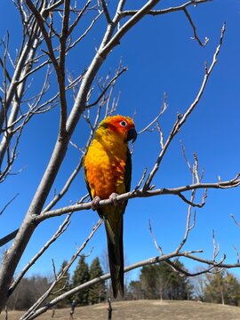 parrot on a branch, sunconure