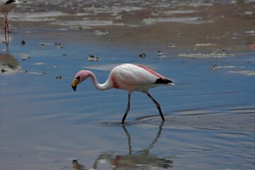 Laguna Colorada , Bolivia . Its most incredible natural wonder thanks to flamingos. 2019 93 15.