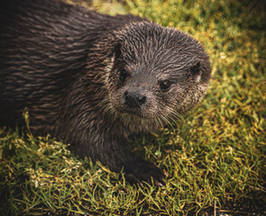 otter on the grass