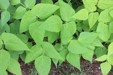 green bean plants in a garden