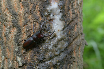 ノコギリクワガタ