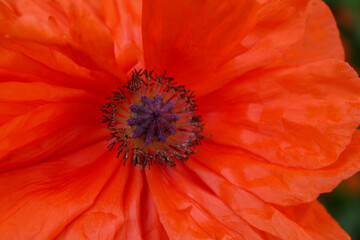 Beautiful bright red poppy flower, closeup view