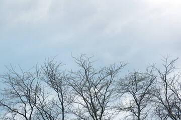 Fototapeta na wymiar Beautiful view of trees against cloudy sky
